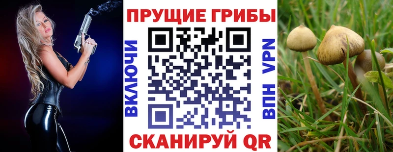 Купить  Тотьма  Псилоцибиновые грибы MAGIC MUSHROOMS 